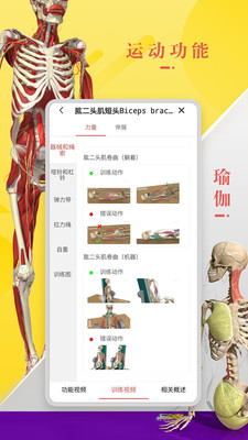 3Dbody解剖学