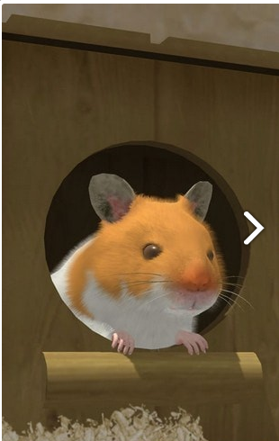 照顾小仓鼠