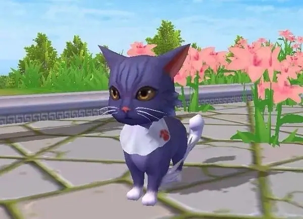 创造与魔法猫王作用和捕捉获取方法是什么