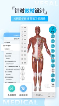 维萨里D解剖
