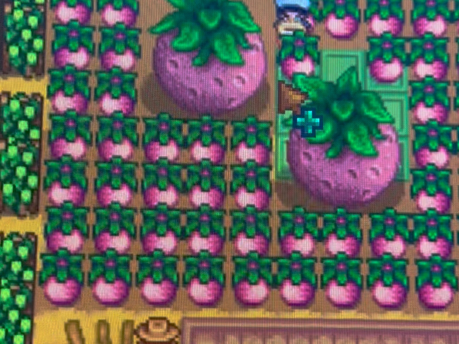 星露谷物语巨大植物怎么获得